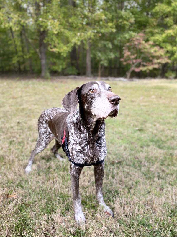 /images/uploads/southeast german shorthaired pointer rescue/segspcalendarcontest2019/entries/11793thumb.jpg